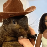 Public Outrage After Peanut the Squirrel’s Death: Why Animal Lovers Are Demanding Justice