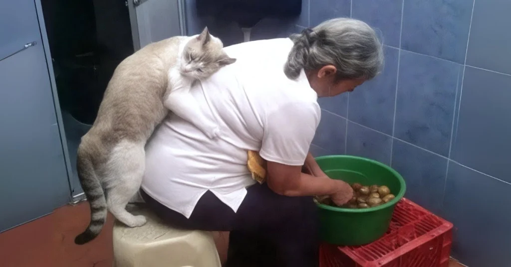 Cats Love Their Owner On A Different Level But It’s Real Love 🎬🐱(Video)