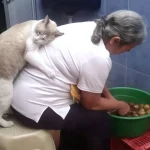 Cats Love Their Owner On A Different Level But It’s Real Love 🎬🐱(Video)