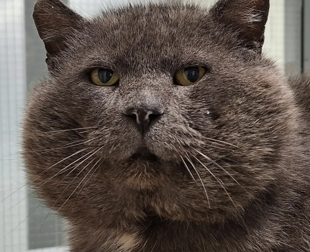 Sweet Shelter Cat Seeks A New Home For Him And His Giant Cheeks