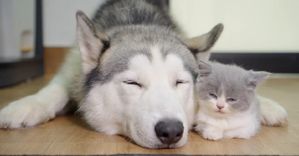 This Kitten Really Thinks Husky is His Father!(Video)