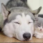 This Kitten Really Thinks Husky is His Father!(Video)