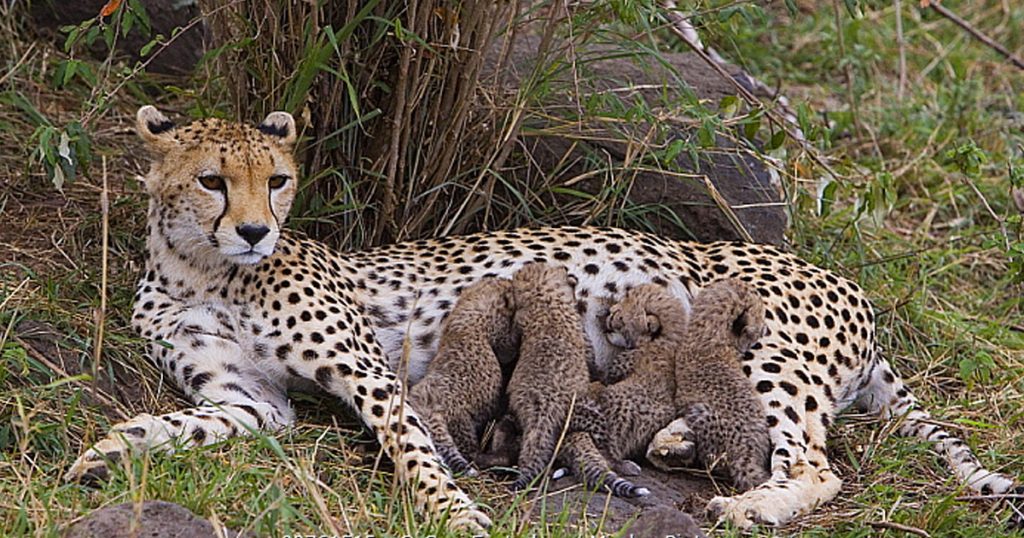 Cheetah gives birth to huge litter