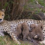 Cheetah gives birth to huge litter