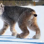 Man Rescued an Lynx but a Few Months Later This Happened...(Video)