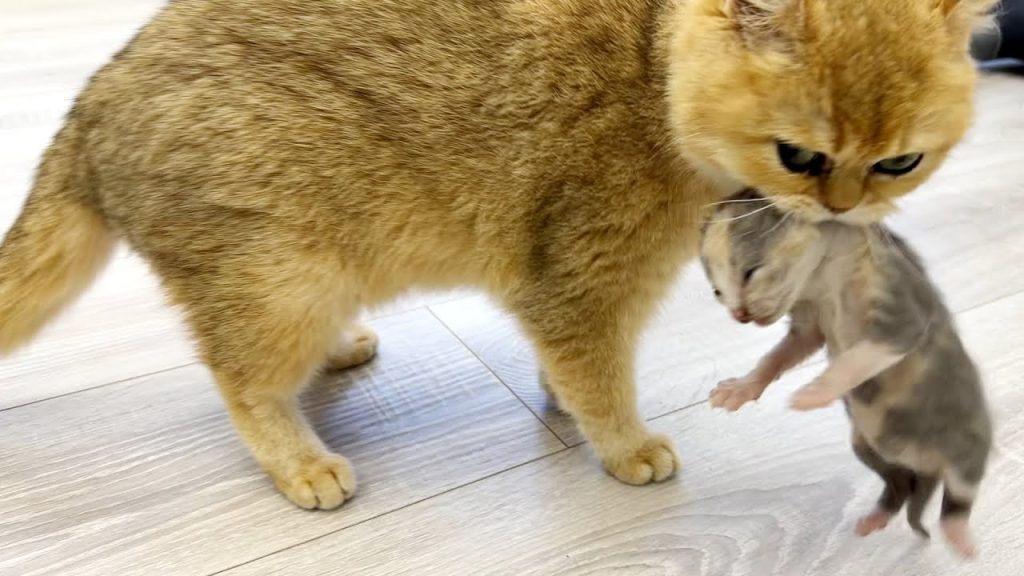 Native mother cat forgot the kitten, and the foster mom cat carries it to her,