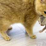 Native mother cat forgot the kitten, and the foster mom cat carries it to her,