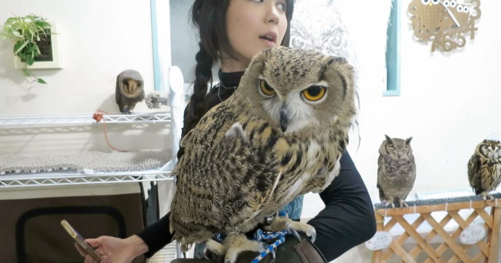 Little Girl vs. GIANT OWL, at Japan’s Owl Cafe!