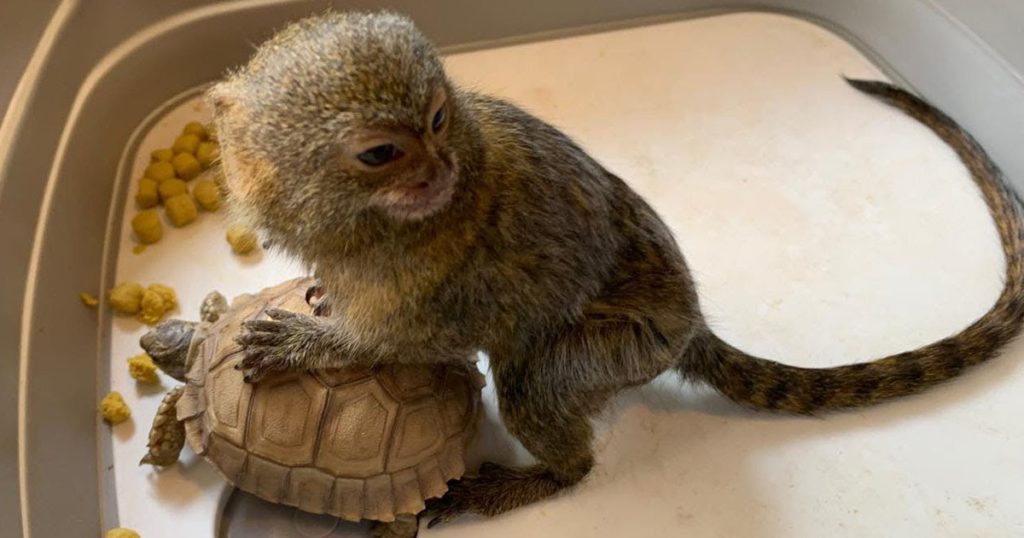 Very tiny adorable pygmy marmoset monkey playing with his friends