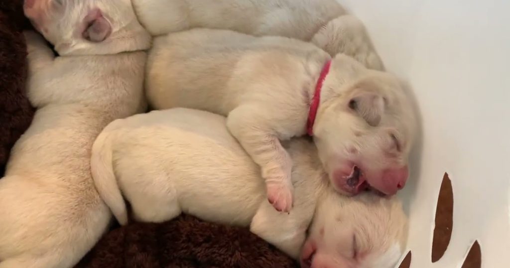 Lab Puppies make FIRST trip to the Vet!