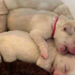 Lab Puppies make FIRST trip to the Vet!