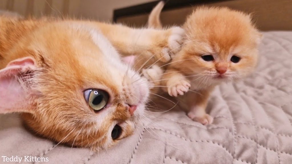 The Mother Cat plays with tiny Pinky 😍 So funny