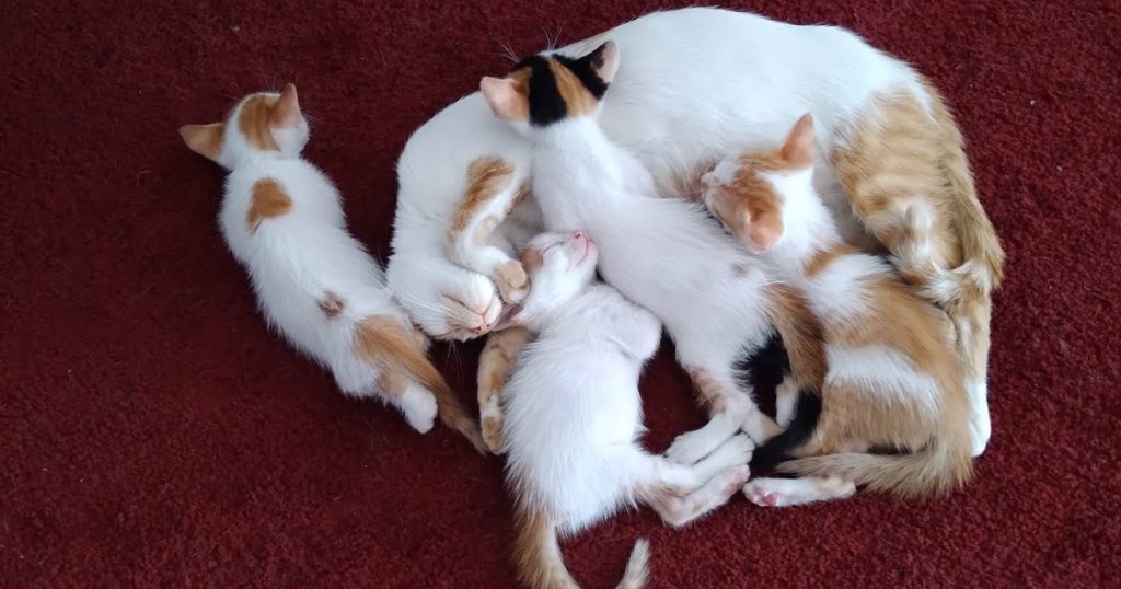 Kittens keep on growing up. Mum’s love