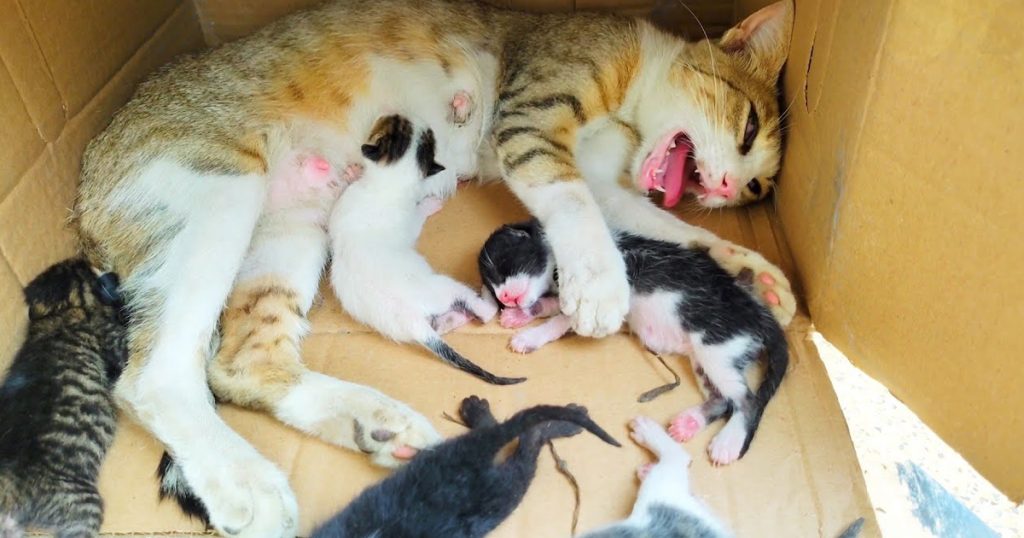 Rescue life of poor abandoned mother cat and her 5 newborn kittens