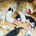 Rescue life of poor abandoned mother cat and her 5 newborn kittens