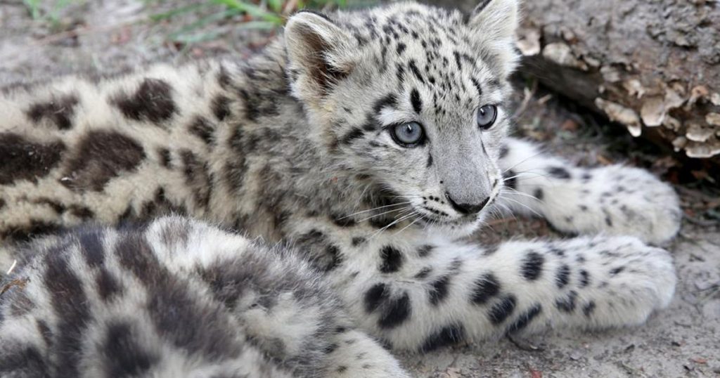 Snow leopard cub