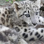 Snow leopard cub