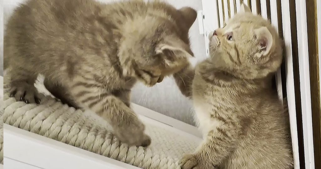 Brothers kittens love to play with each other