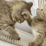 Brothers kittens love to play with each other