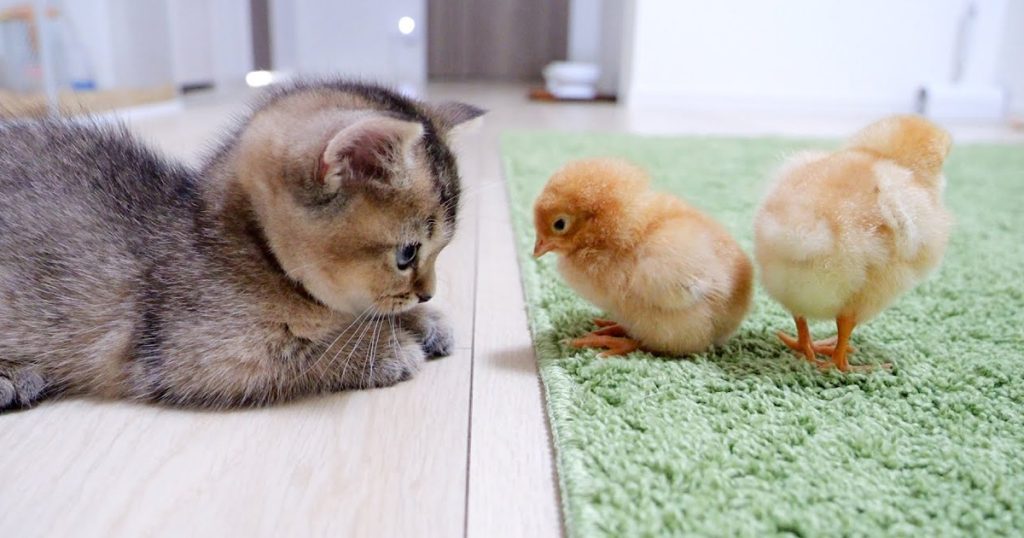 Kitten Kiki greets a tiny chicks for the first time