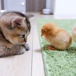 Kitten Kiki greets a tiny chicks for the first time