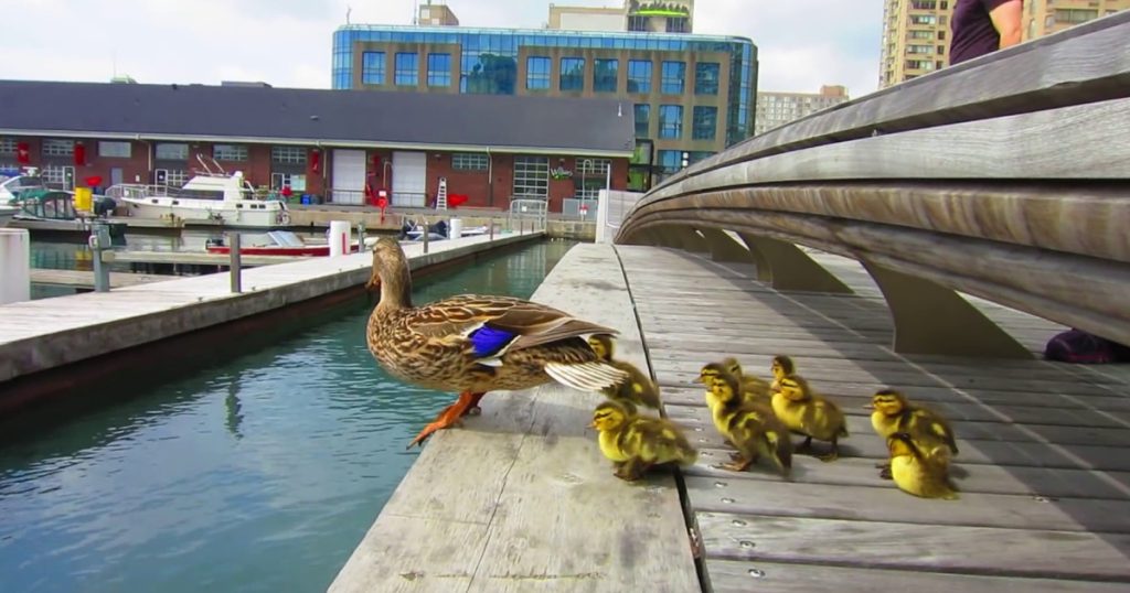 Duck Drop on Queens Quay Toronto