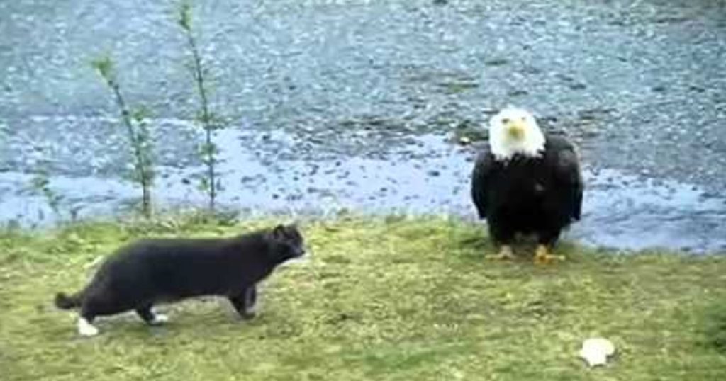 Hilarious Cat vs Eagle thoughts