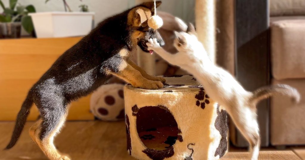 German Shepherd Puppy Trying to Steal a Toy from a Kitten!