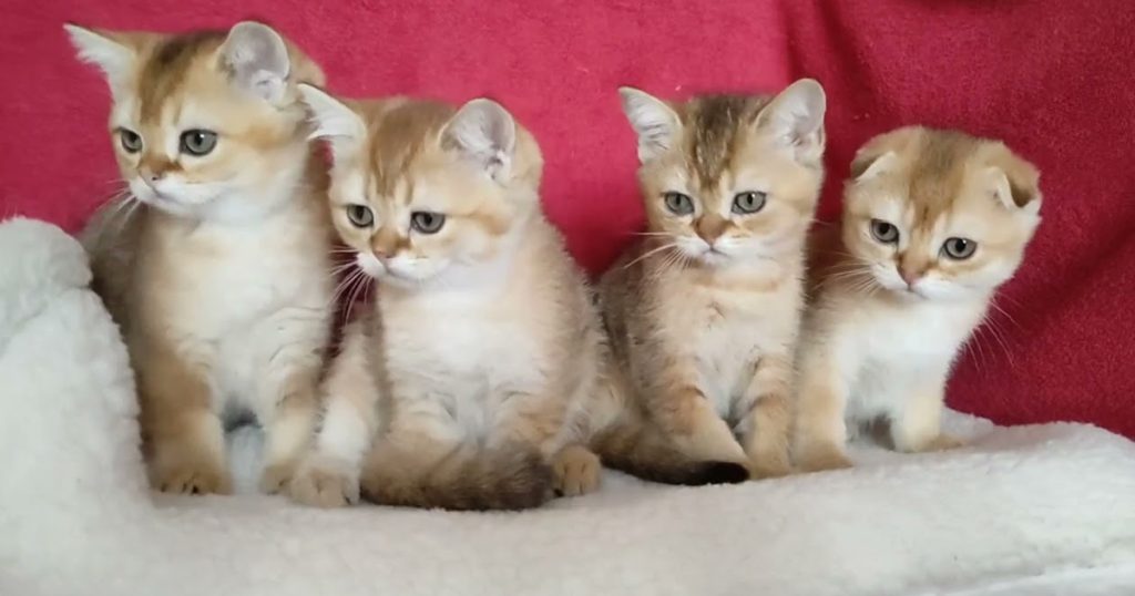 Golden kittens too cute