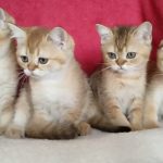 Golden kittens too cute