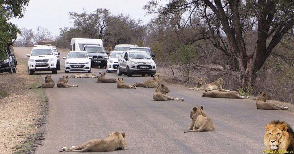 Largest Lion Pride Ever Blocking Road In Kruger Park