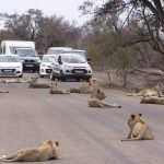 Largest Lion Pride Ever Blocking Road In Kruger Park