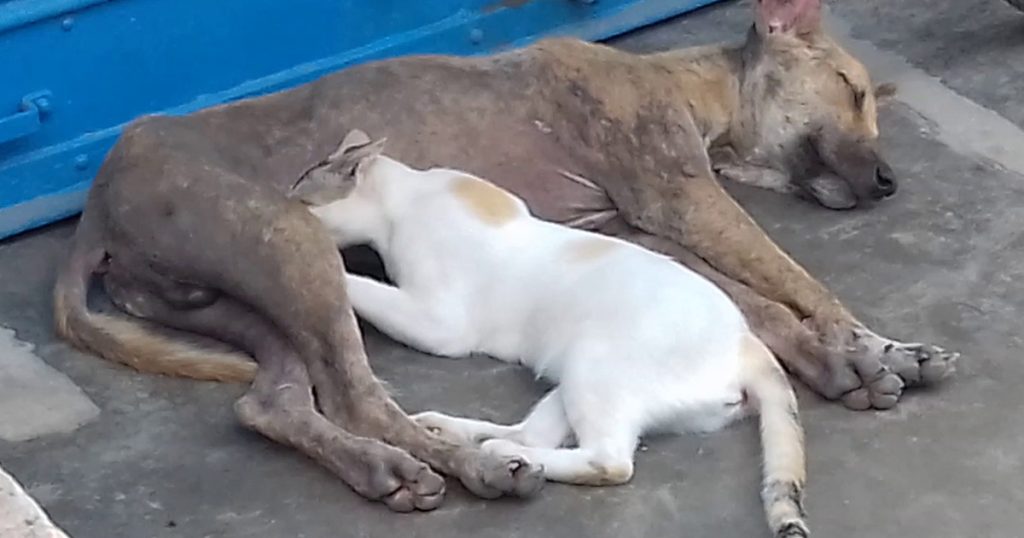 Cat drinking Dog’s milk.