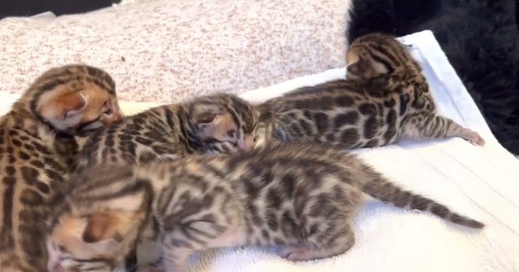 Bengal Kittens 2 weeks old!