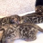 Bengal Kittens 2 weeks old!