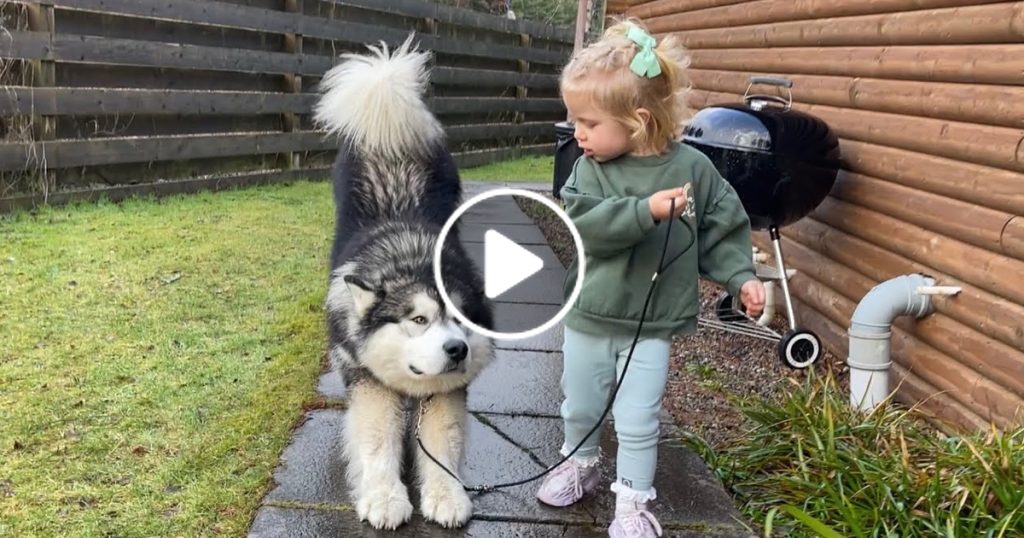 Baby Girl Tries To Convince Giant Husky To Go For A Walk! (Cutest Ever!!)