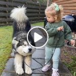 Baby Girl Tries To Convince Giant Husky To Go For A Walk! (Cutest Ever!!)