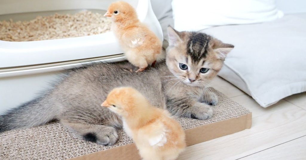 Kitten Kiki is sleepy, but the chicks wake her up