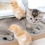 Kitten Kiki is sleepy, but the chicks wake her up