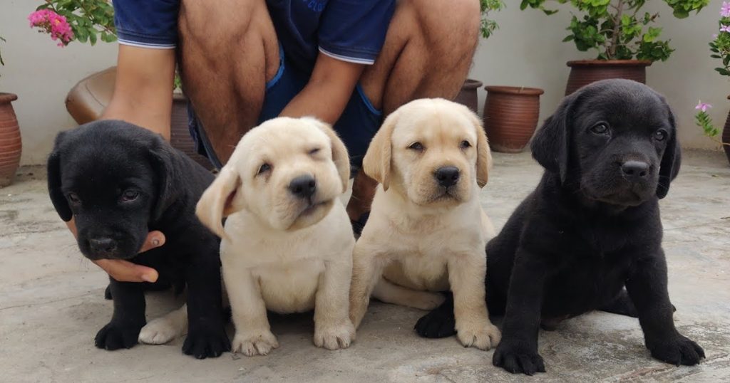 Labrador puppy too cute