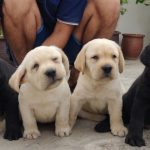 Labrador puppy too cute