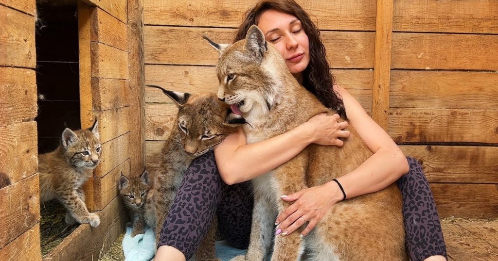 LYNXES WITH KITTENS caress me / Lynx breaks Alice’s building