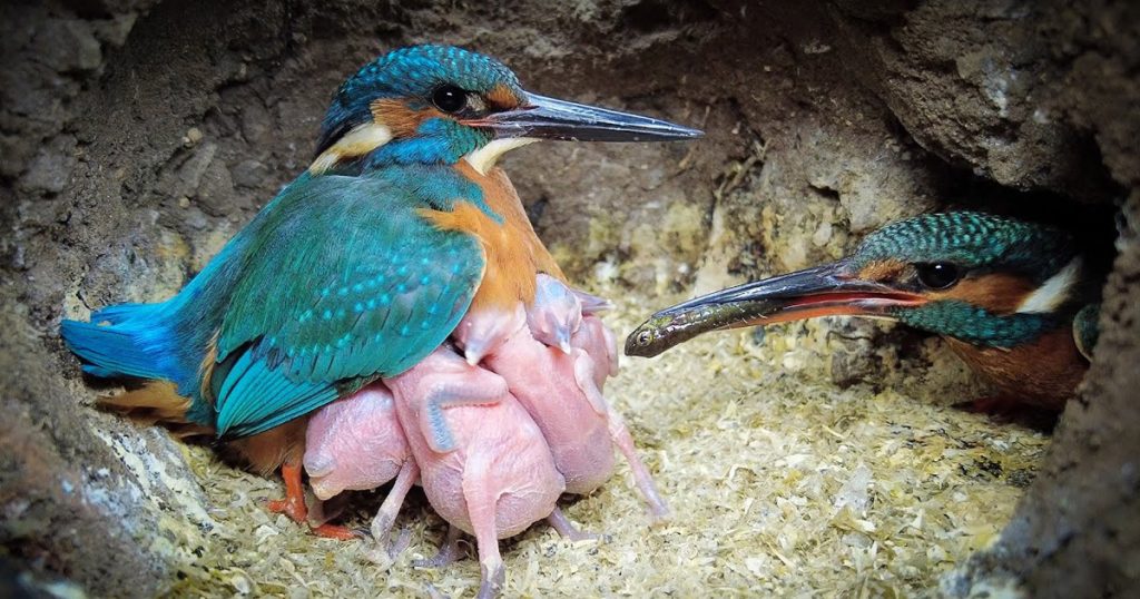 Tension Inside Kingfisher Nest