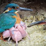 Tension Inside Kingfisher Nest