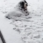 This Strange Clump Of Snow In Woman’s Yard Is Actually Breathing