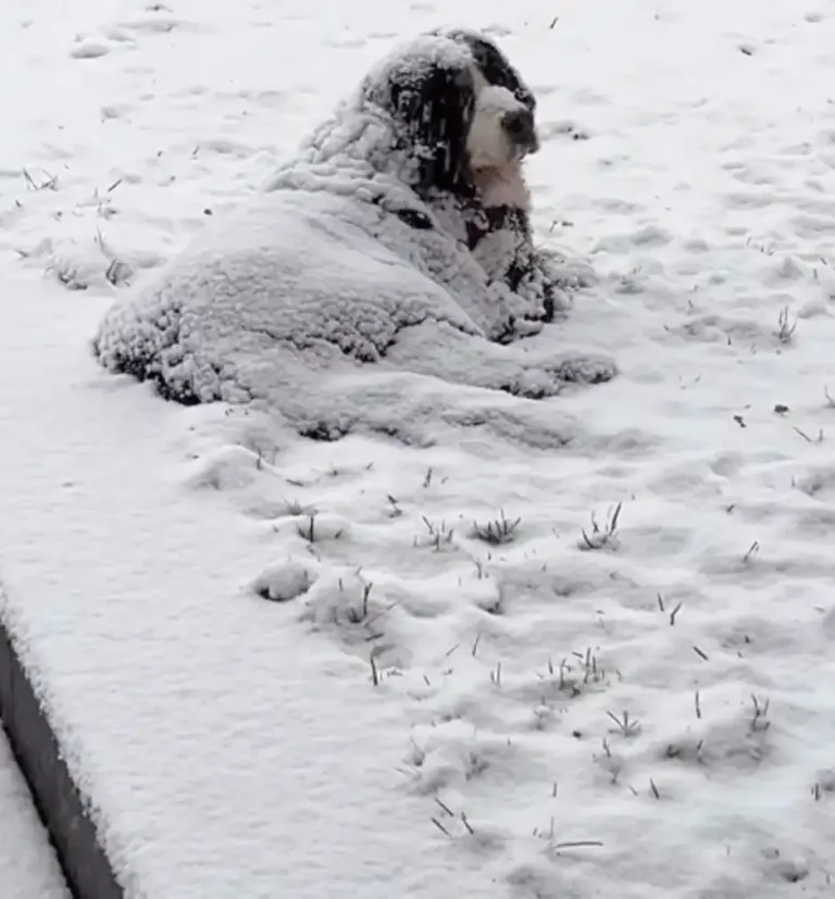 This Strange Clump Of Snow In Woman’s Yard Is Actually Breathing