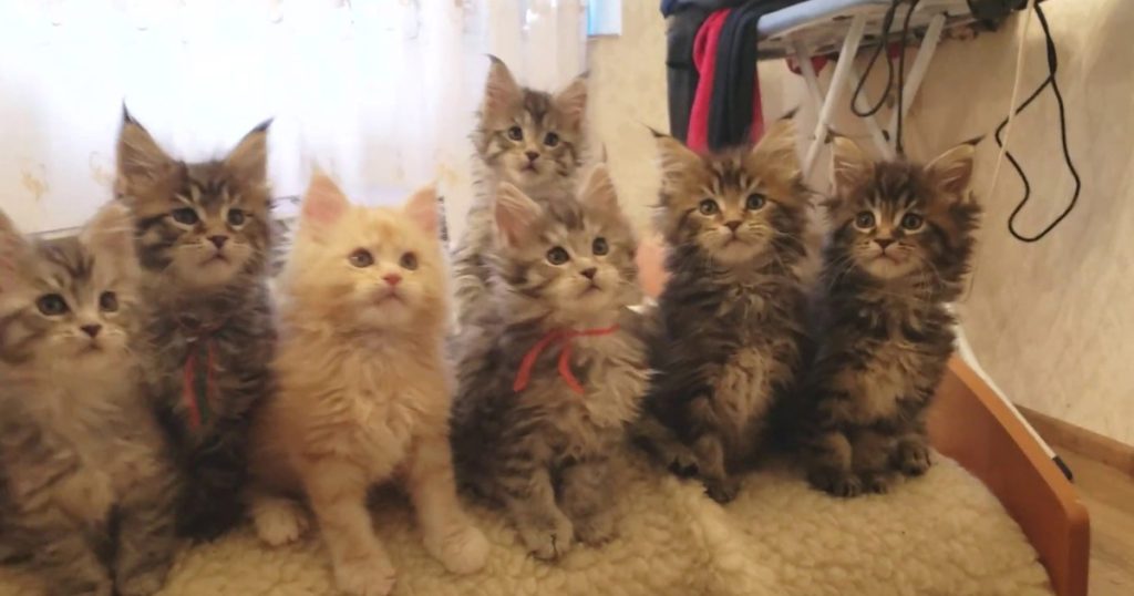 Maine Coon CATS cute baby kittens