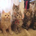 Maine Coon CATS cute baby kittens