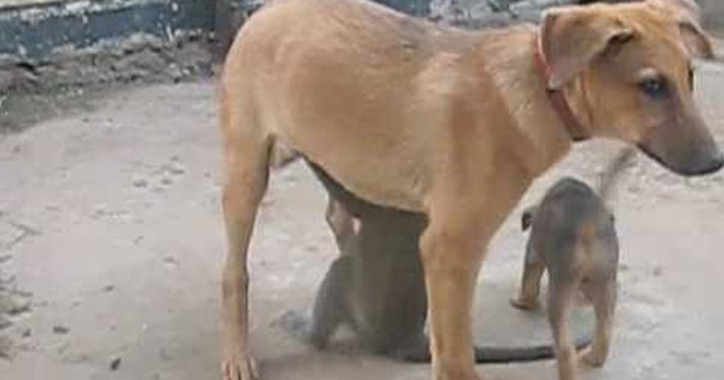 Vervet Monkey and Puppy Love!