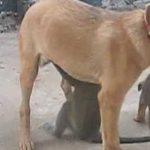 Vervet Monkey and Puppy Love!